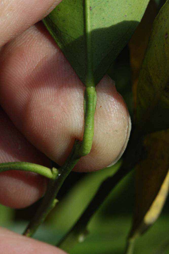              Petiole (Riverside, CA)       